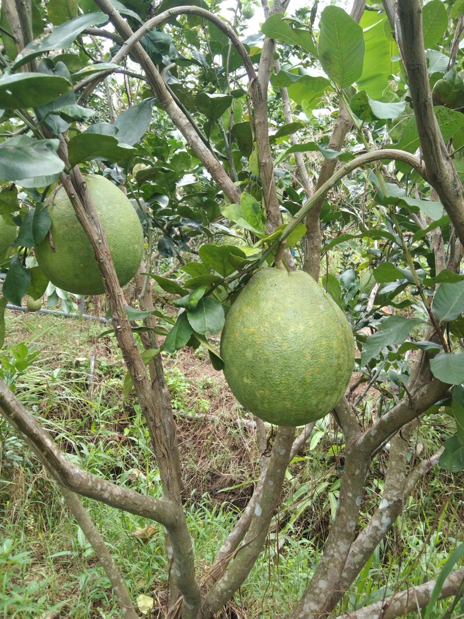 Ben Tre Quoc Phuong Riverside Homestay מראה חיצוני תמונה