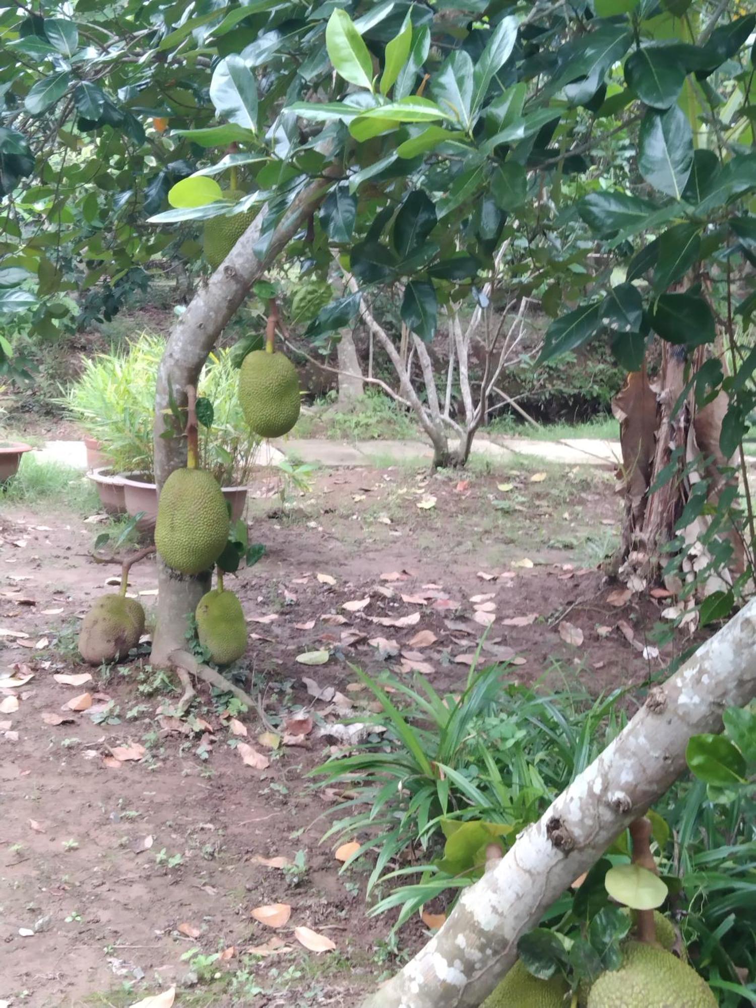 Ben Tre Quoc Phuong Riverside Homestay מראה חיצוני תמונה