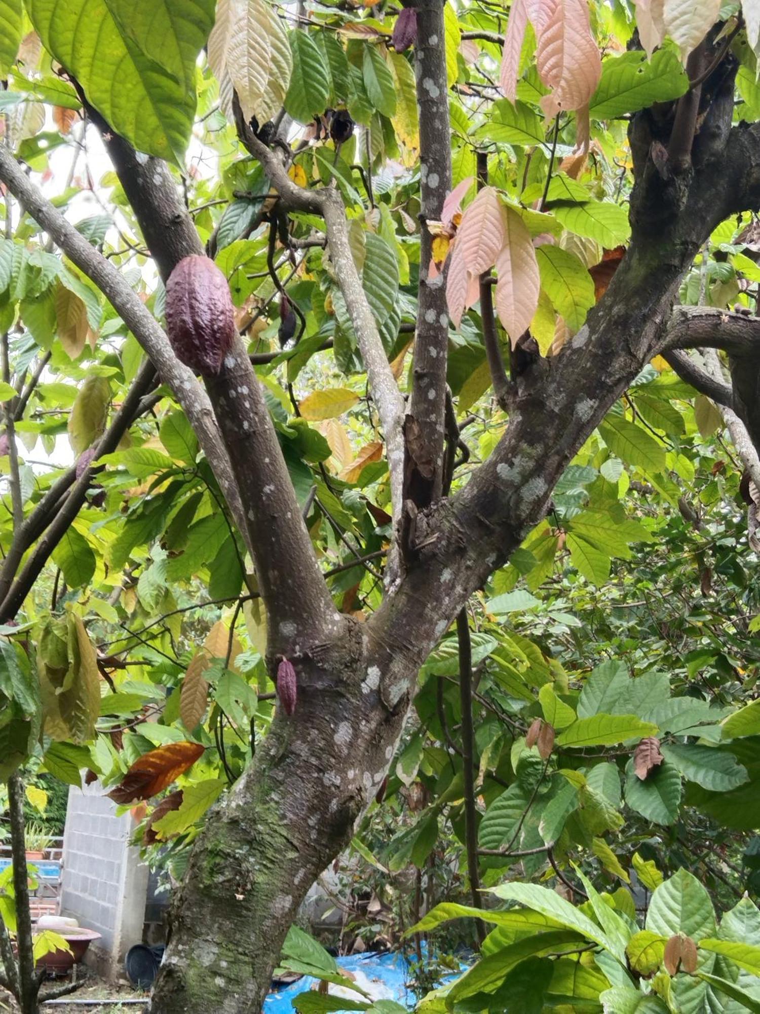 Ben Tre Quoc Phuong Riverside Homestay מראה חיצוני תמונה