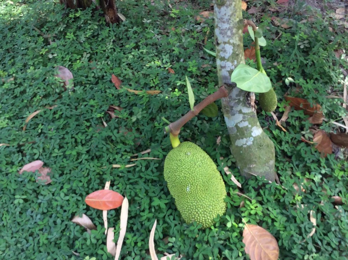 Ben Tre Quoc Phuong Riverside Homestay מראה חיצוני תמונה